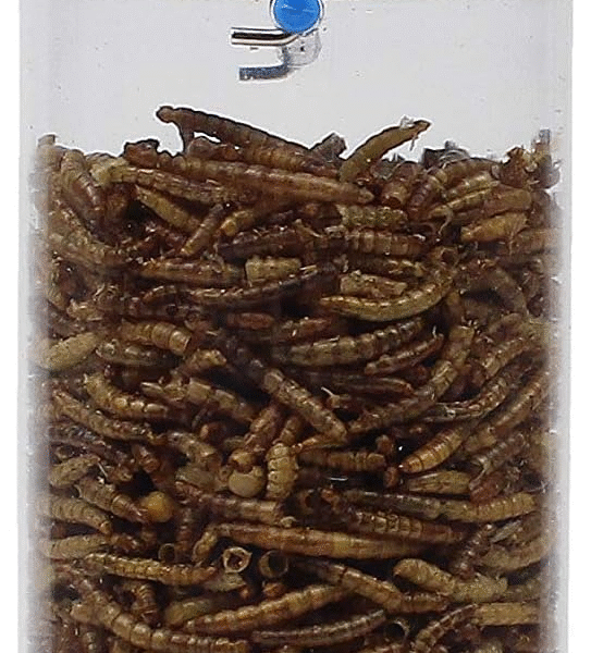Perky-Pet 388F Dried Mealworm Bird Feeder with Flexports